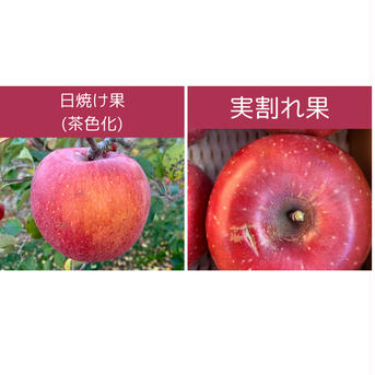 【訳あり】サンふじ　約5kg(送料別) 約5kg(15玉前後入り) 果物/りんご通販