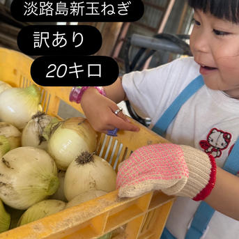 訳あり】淡路島玉ねぎ20キロ ｜ 野菜/玉ねぎ 産直アウル 農家・漁師