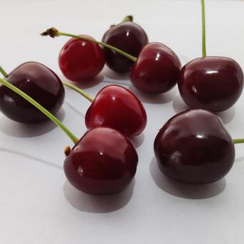 さくらんぼ　紅さやか　1kg   完熟　色・大きさ無選別 1kg 果物/さくらんぼ通販