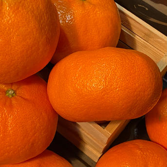 【愛媛県限定柑橘】🍊甘平🍊出ました♪（5.0k入） 5.0k 果物/オレンジ・その他みかん通販