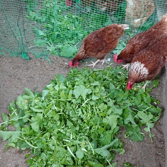 もり自然農園の旬野菜、卵セット 【3～4人分】旬のお野菜約8種類の詰め合わせと平飼卵(10個) 野菜/野菜セット・詰め合わせ通販