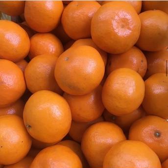 ギフト】 3L 約10kg 農家直送 和歌山県産 濃厚みかん はるみ ｜ 果物