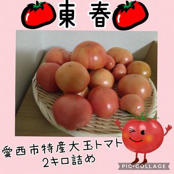 東春　愛西市特産大玉トマト2㎏詰め 2㎏ 野菜/トマト通販