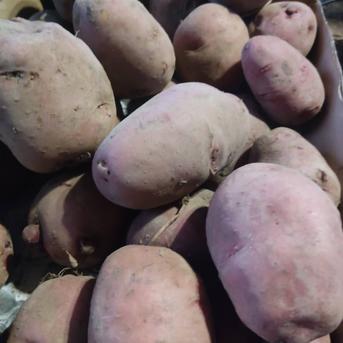 🥔農薬・化学肥料「アンデスレッド」5kg　サイズ色々🥔 ジャガイモ（アンガスレッド）5kg 野菜/じゃがいも通販
