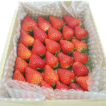 いちごパパ 内容量約750g】【今年はきらぴ香いちごをお届け！】【安定感抜群の濃厚