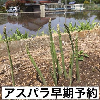 夏秋採り！アスパラLM級ミックス500g販売中 500g 野菜/アスパラガス通販