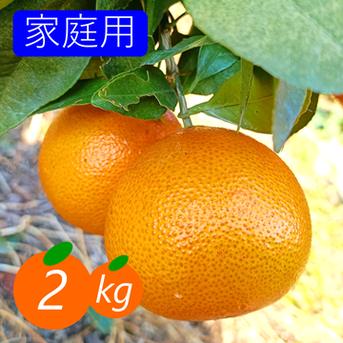 本日も仕入れ成功‼️超高級柑橘プリンセスをボリューム約10kで6980円‼️2 新品種》【家庭用】プリンセス 2kg 最強コラボの新品種(まどんな×甘平