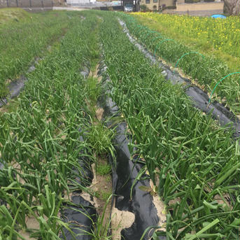 農薬 化学肥料不使用 淡路島新玉ねぎ 5キロ 5キロ 野菜/玉ねぎ通販
