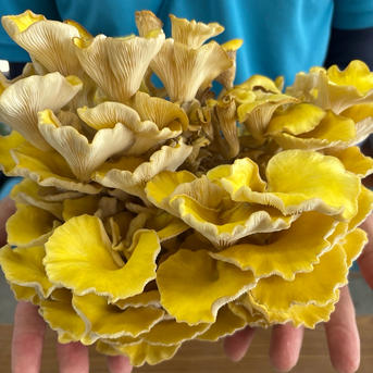 黄金色の珍しいキノコ《たもぎたけ》無農薬無添加栽培 ｜ 野菜/きのこ