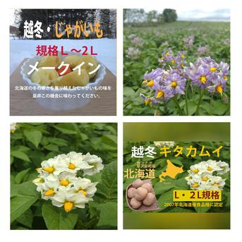 越冬メークイン・キタカムイ2品種【L-2Lサイズ10kg】【秀品】 メークイン約5kg、キタカムイ約5kg 野菜/じゃがいも通販