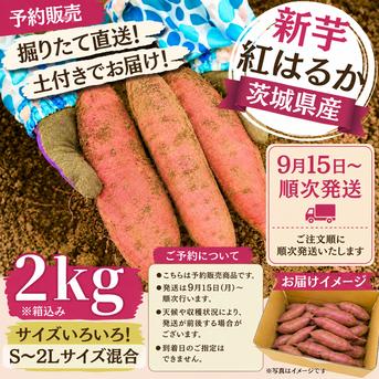 茨城県産 新さつまいも 紅はるか （土付き）2kg（箱込み）【期間限定
