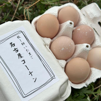 【国内で数ヶ所しかない？！】名古屋コーチンの放し飼いたまご «6個» 1P 6個入り 卵/鶏卵通販