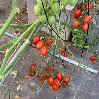 『アイコ4kg箱』♪新鮮＋【ちょうどいい酸味と甘味】 アイコ4kg箱 野菜/トマト通販