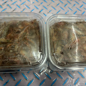 ガザエビ、小、1キロ １k 魚介類/エビ通販