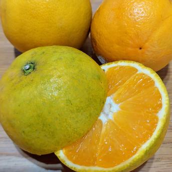 バレンシアオレンジ【サイズ混合】4.5kg 4.5kg 果物/オレンジ・その他みかん通販