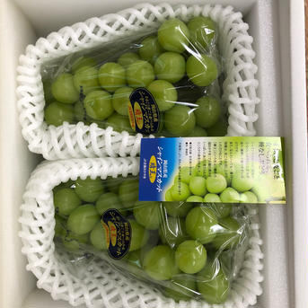 岡山県産シャンマスカット晴王2房詰め 1.5kg 果物/ぶどう通販