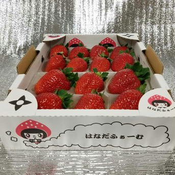 【送料無料キャンペーン中】『プレミアムモカベリー 』　苺　イチゴ 一箱 苺のみ約540g【約270g×2パック(1パック6粒or8粒)】化粧箱入り 果物/いちご通販