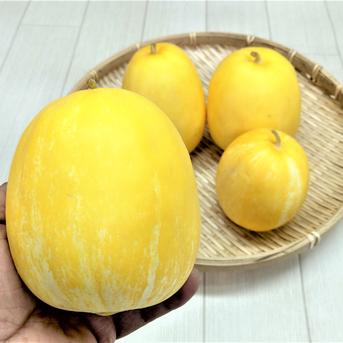 農薬不使用（無農薬）栽培　さっぱりした夏の甘さ！まくわうり 金太郎 400～600ｇ程度の物3~4玉（箱重量込み2㎏以内） 果物/メロン通販