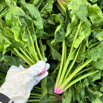 (Mサイズ) 家計応援！[信州産] 大きめ露地ちぢみほうれん草 ちぢみほうれん草80サイズ箱に入るだけ！(3.4kg目安) 野菜/ほうれん草通販