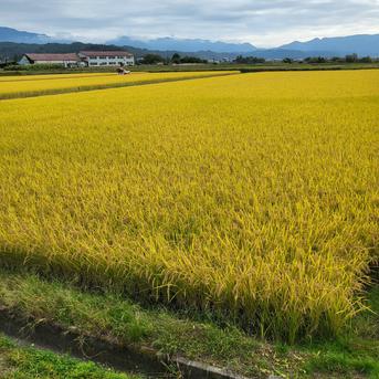 新米 特別栽培米はえぬき 天日乾燥米 10キロ 自然乾燥米 山形県産 山形