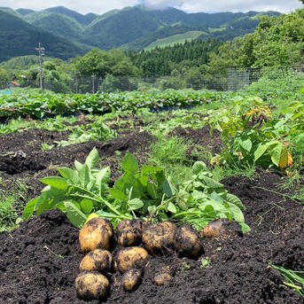 【ごろっごろ】新じゃが！きたあかり10kg（土付き）【アウルの日】【飲食店向け じゃがいも10kg 野菜/じゃがいも通販