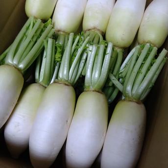 訳あり　ちいさい味いちばん大根 12キロ 野菜/大根通販