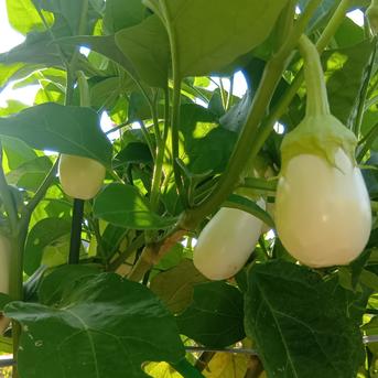 白茄子【とろーり旨なす】3kg ｜ 野菜/茄子 産直アウル 農家・漁師など