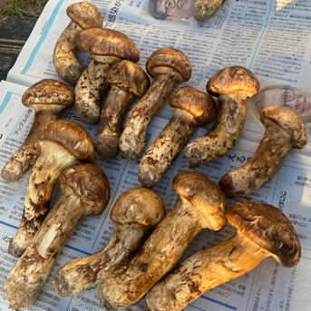 長野県　信州産　松茸　400g 10/9朝採取 信州産松茸 松茸 朝採れ 大2本・中2本 お得 400g ③ 楽天市場