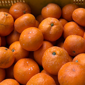 蜂久みかん　家庭用　2S 3Kg 果物/温州みかん通販