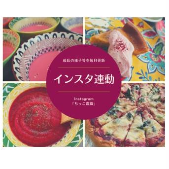 【6月出荷】ちっこ農園の真っ赤なビーツ 2キロ（箱込み重量） 野菜/その他野菜通販