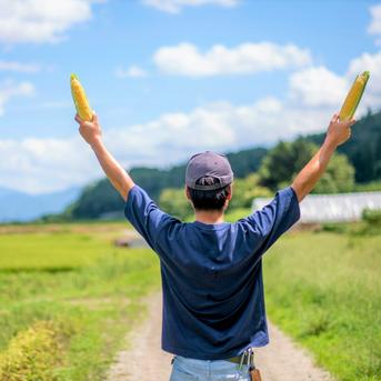 ◉2箱【8/10~8/13収獲・お客様還元セール】とうもろこし「おおもの」家庭用3kg 6kg 野菜/とうもろこし通販