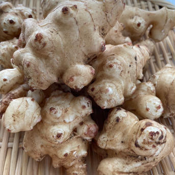はぴぱらのキクいも【無農薬・無肥料栽培】 2kg(＊5枚目画像のキクいもは、約1kgになります。) 野菜/その他野菜通販
