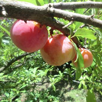 農薬を使わず育てたジューシー夏すもも サマービュート ｜ 果物/すもも