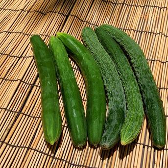 【自然栽培】固定種 ときわ地這胡瓜＋神田四葉胡瓜★農薬・肥料不使用｜きゅうり 2kg以上 野菜/きゅうり通販