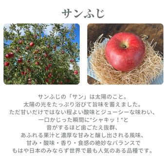 生産農家直送 りんご サンふじ 訳ありご家庭用 10kg 長野県産 信州