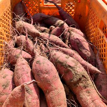 希少品種訳アリ細いあまはづき ペットおやつ用10キロ ｜ 野菜