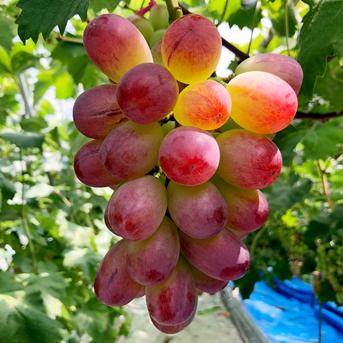 ラスト一点」粒ぷりっぷり食感！果汁が溢れ出るバイオレットキング 粒