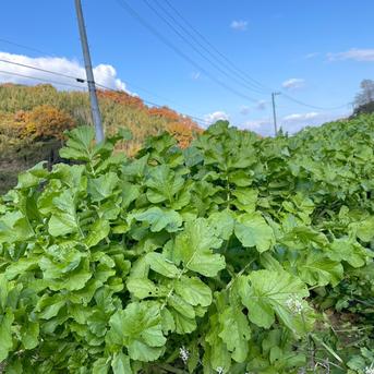 【自然栽培】大根（だいこん）10㎏（農薬・肥料不使用） 10kg 野菜/大根通販