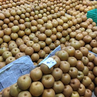 新興梨」1kg箱3玉～6玉小サイズ・甘みと酸味が両立♪シャキッとした食