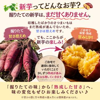 茨城県産 新さつまいも 紅はるか （土付き）2kg（箱込み）【期間限定
