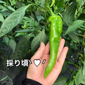 京都舞鶴産 本場の万願寺とうがらし 肉厚・甘い！太くて長いものだけ