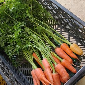 農園自慢の情熱野菜セット★11品　パチャママ農園 野菜11品100サイズ 野菜/野菜セット・詰め合わせ通販