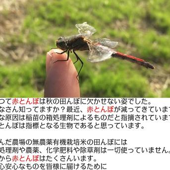 令和7年産 新米 有機栽培 天日干し もち米 新大正モチ 餅米 白米 10kg