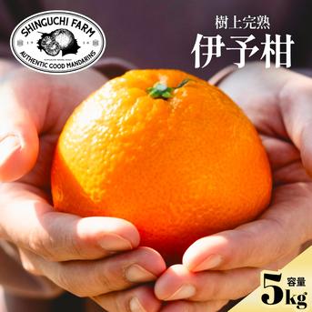 プリプリの大粒果肉【伊予柑 5kg】愛媛県産 家庭用 ｜ 果物/オレンジ