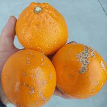 せとか【柑橘の大トロ】小中玉4kg(箱込) | 果物/その他柑橘類 産直 せとか【柑橘の大トロ】小中玉4kg(箱込) | 果物/その他柑橘類 産直