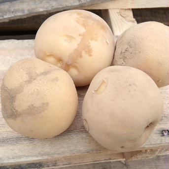 【訳あり】茨城県産　じゃがいも(とうや)箱込み4kg+おまけ１kg 箱込み４kg+おまけ１kg 野菜/じゃがいも通販