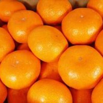 期間限定　甘〜い！甘〜い！和歌山温州みかん　5kg  　11月下旬発送 ５ｋｇ 果物/温州みかん通販