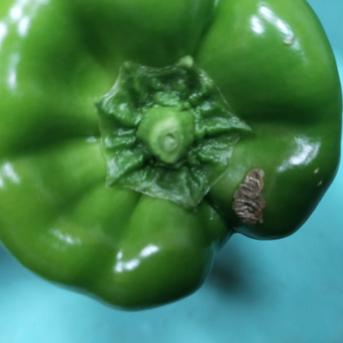 物価高騰に一役！規格外S〜2L　4Kg 4Kg 野菜/ピーマン通販