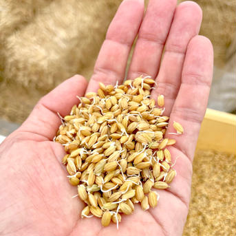 新米　コシヒカリ　１０ｋｇ 新米コシヒカリ　１０ｋｇ 米・穀物/米/精米通販