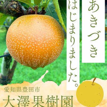 あきづき梨 7個入 大玉 3キロ箱 秀品 ｜ 果物/梨 産直アウル 農家
